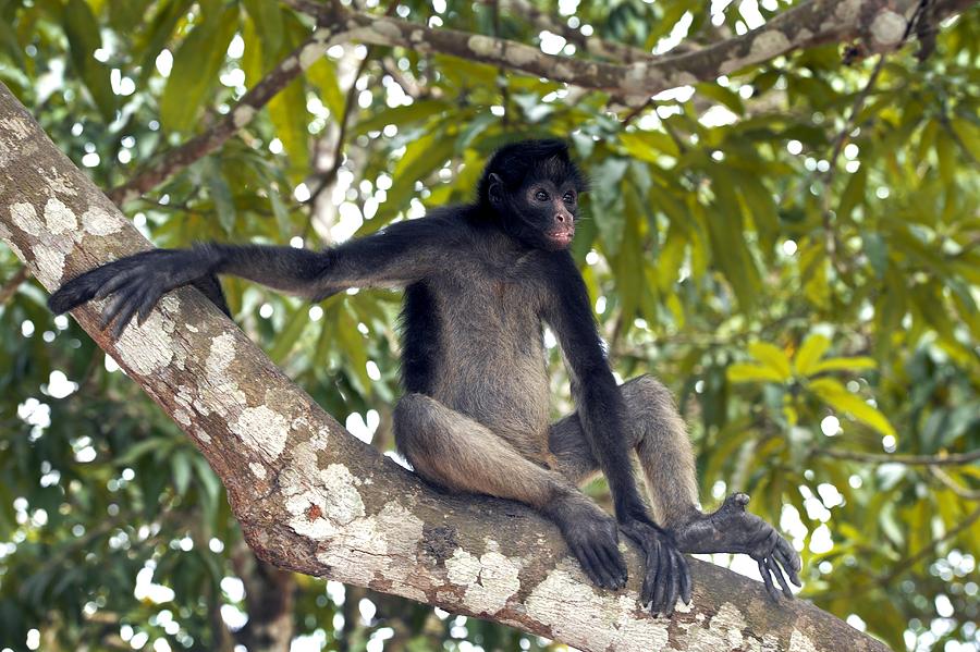 White-bellied spider monkey in a tree Photograph by Science Photo