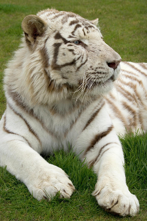 Animal Photograph - White Bengal Tiger #1 by Nigel Downer