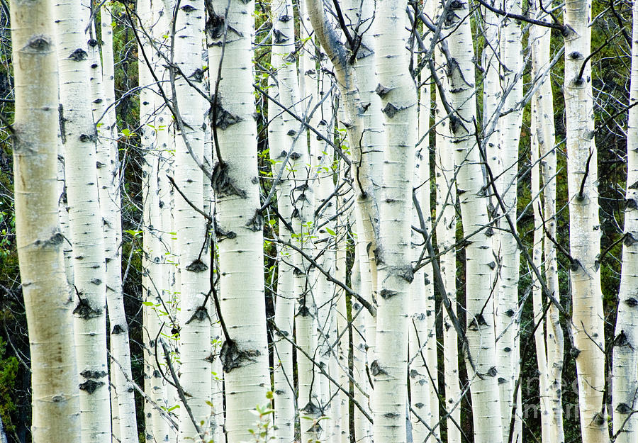 White birch tree forest #1 Photograph by Oscar Gutierrez