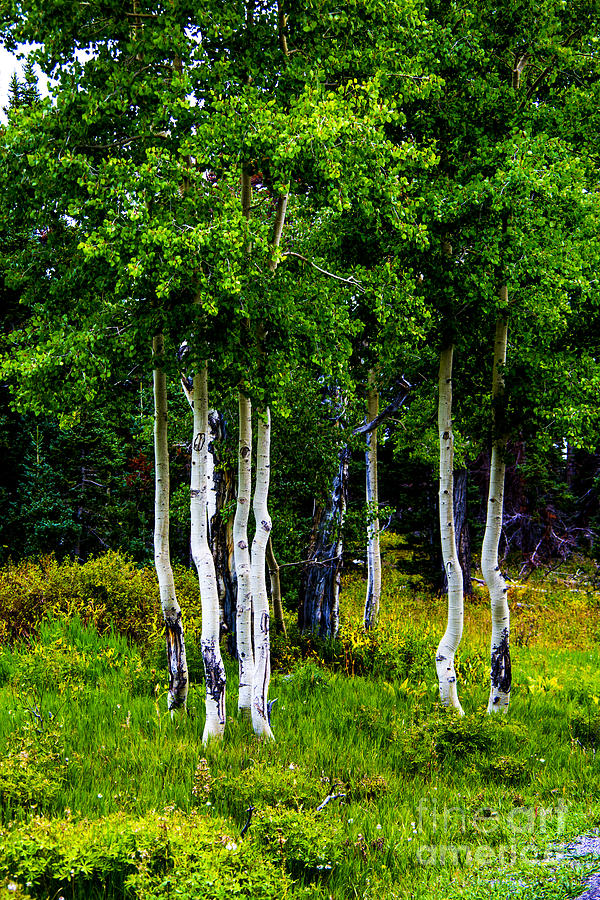 White Birches #1 Photograph by Rick Bragan