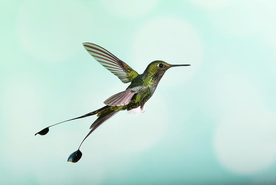 White-booted Racket-tail Hummingbird #1 Photograph by Nicolas Reusens/science Photo Library