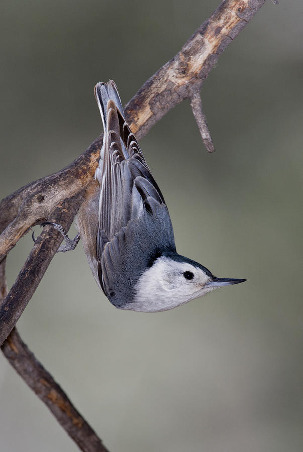 White-breasted Nuthatch Photograph by Anthony Mercieca - Fine Art America