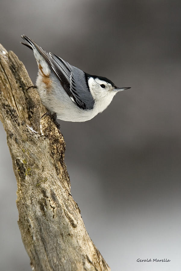 White-breasted Nuthatch Photograph by Gerald Marella | Fine Art America