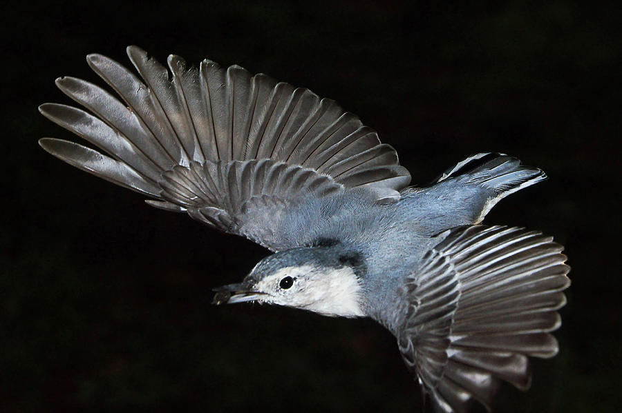 White-breasted Nuthatch In Flight #1 Photograph by Leda Robertson