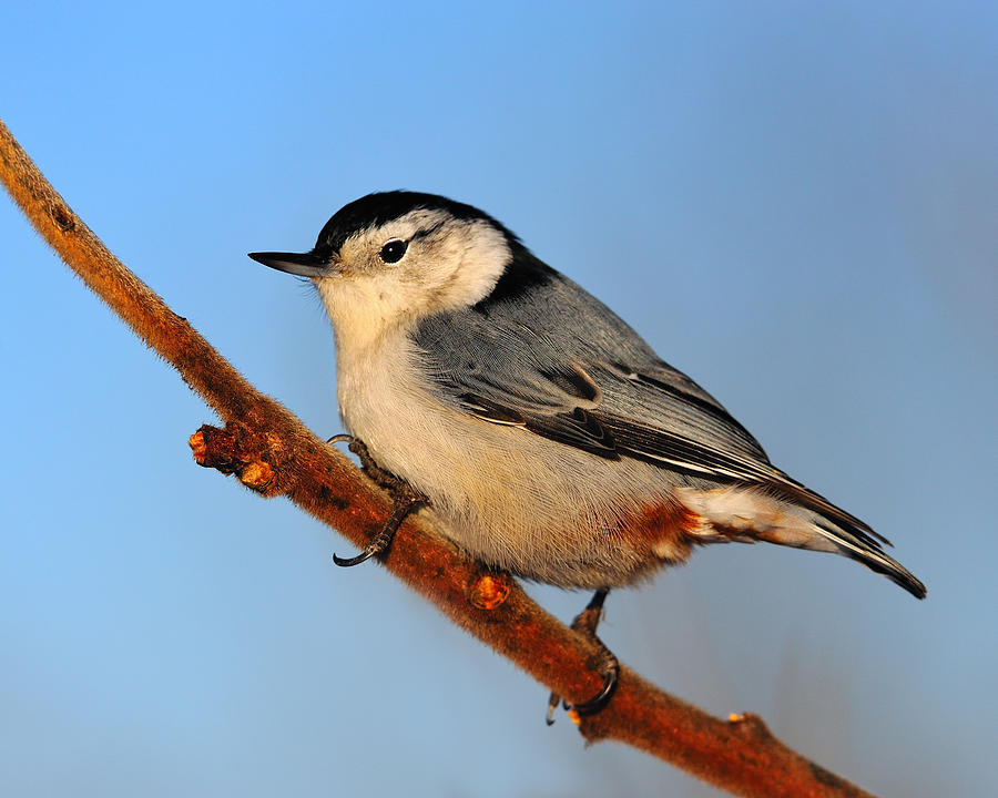 Winter Photograph - White-breasted Nuthatch #2 by Tony Beck