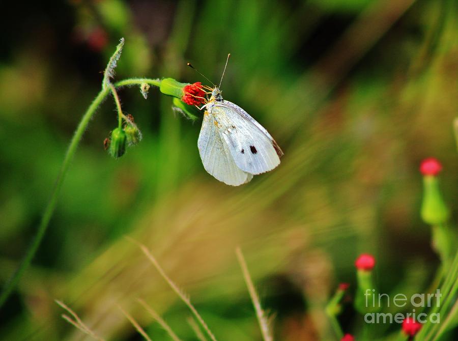 White Cabbage Butterfly #2 Photograph by Craig Wood