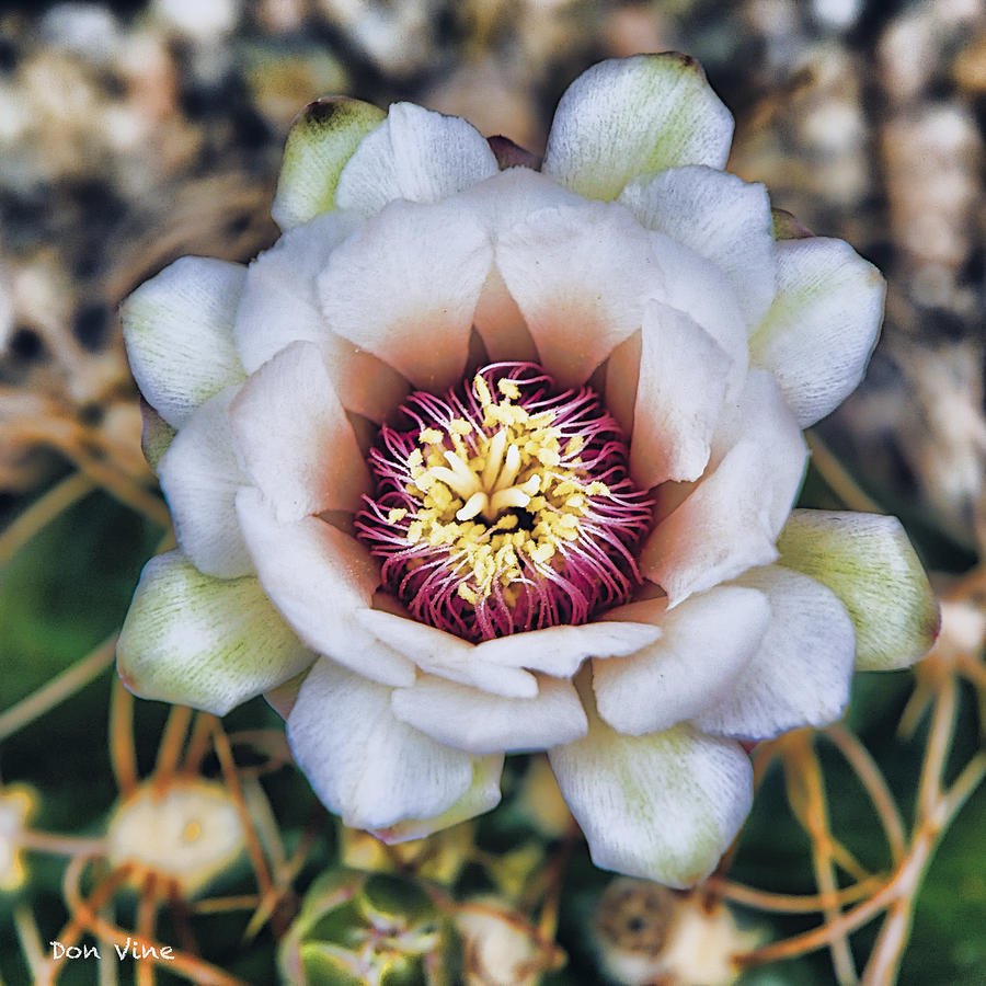 White Cactus Blossom #1 Photograph by Don Vine