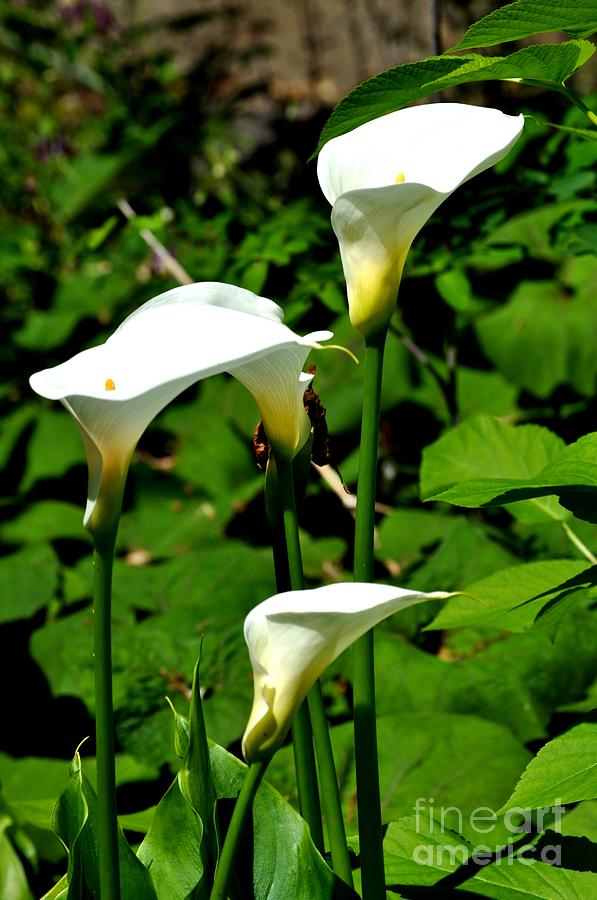 Nature Photograph - White Calla Lilies #1 by M J