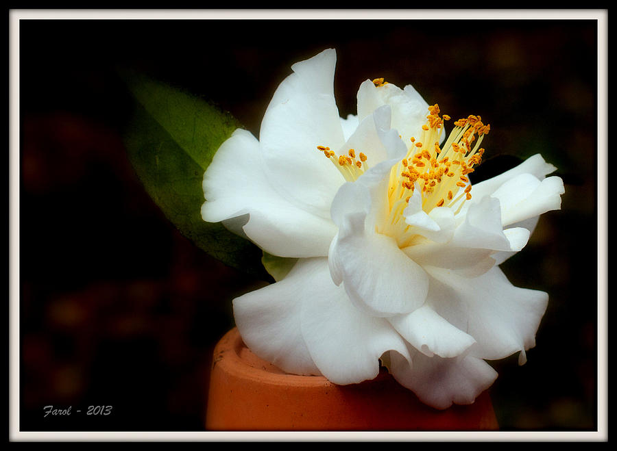 White Camellia #1 Photograph by Farol Tomson