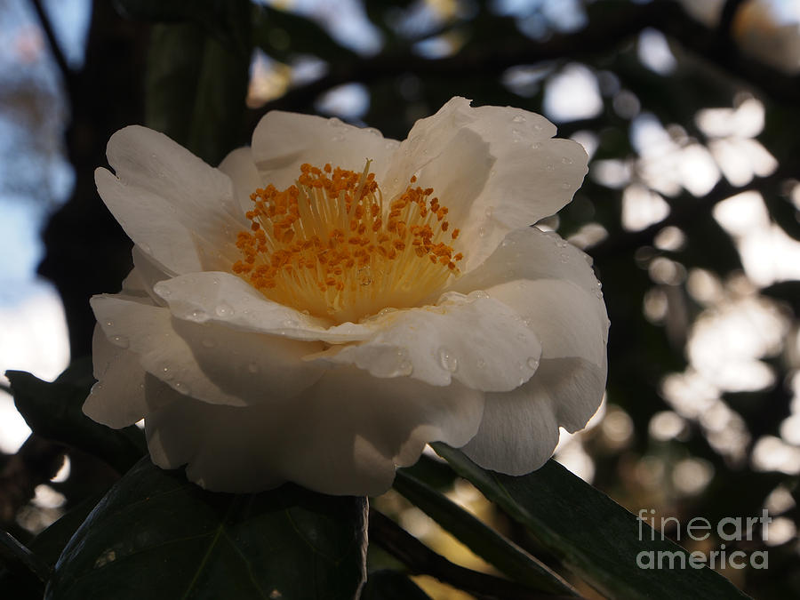 White Camellia #1 Photograph by Jacklyn Duryea Fraizer