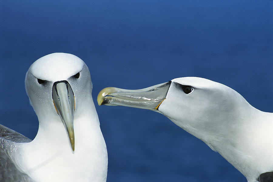 White-capped Albatrosses Courting Photograph by Tui De Roy