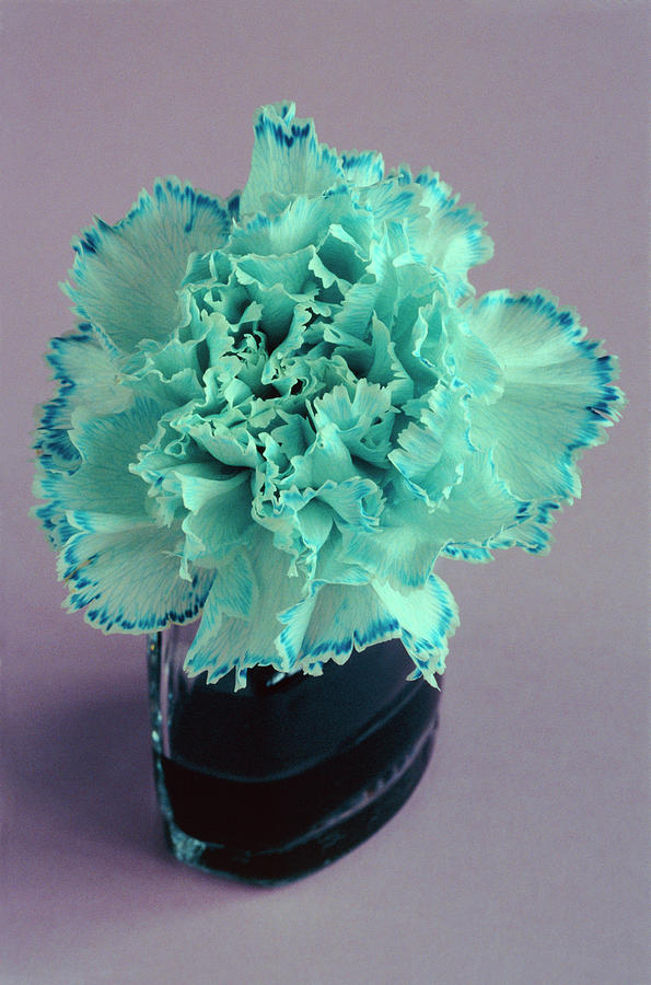 White Carnation Flower And Dye Uptake #1 Photograph by Adam Hart-davis/science Photo Library
