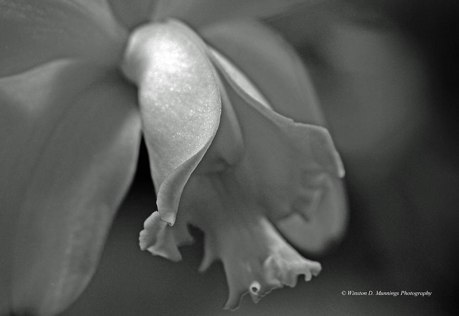 White Cattleya Orchid #1 Photograph by Winston D Munnings