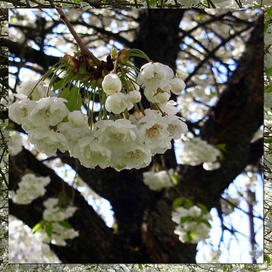 White Cherry Blossom Photograph