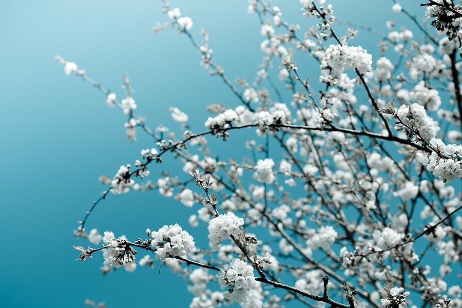 White Cherry Blossoms Blooming in the Springtime by Nila Newsom White Cherry Blossoms Blooming in the Springtime by Nila Newsom