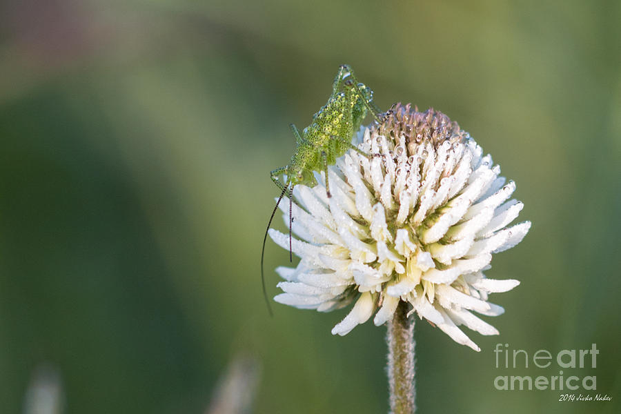 Dew Covered Speckled Bush Cricket on White Clover Photograph by Jivko Nakev
