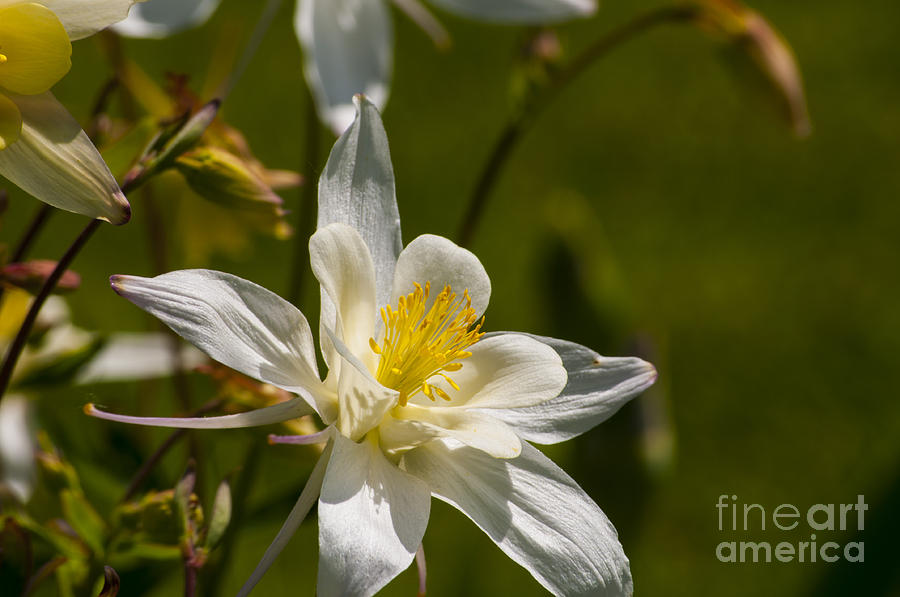 White Columbine #1 Photograph by M J - Pixels