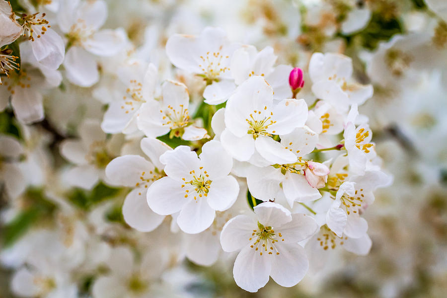 White Crab Apple Trees in Spring Bloom #1 Photograph by Teri Virbickis