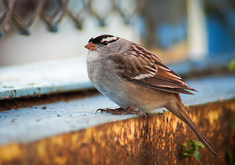 White Crowned Sparrow #1 Photograph by Bill Pevlor