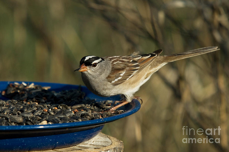 White-crowned Sparrow Eats #1 Photograph by Linda Freshwaters Arndt
