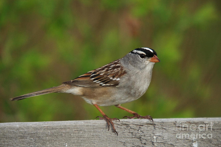 White-crowned Sparrow #1 Photograph by Linda Freshwaters Arndt