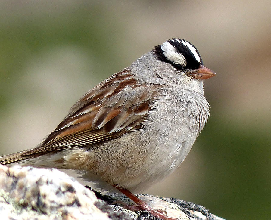 White crowned sparrow Photograph by Thomas Samida