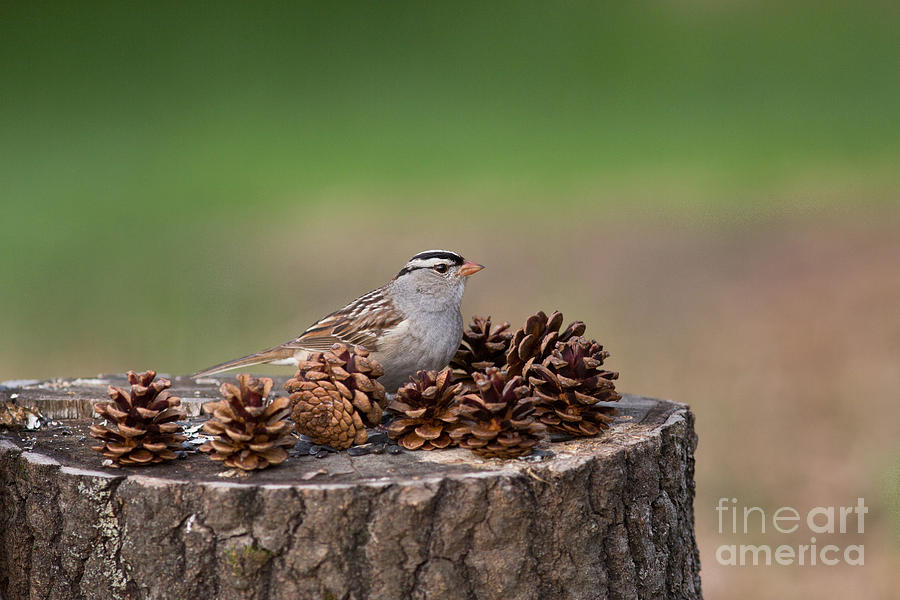 White-crowned Sparrow Zonotrichia #1 Photograph by Linda Freshwaters Arndt