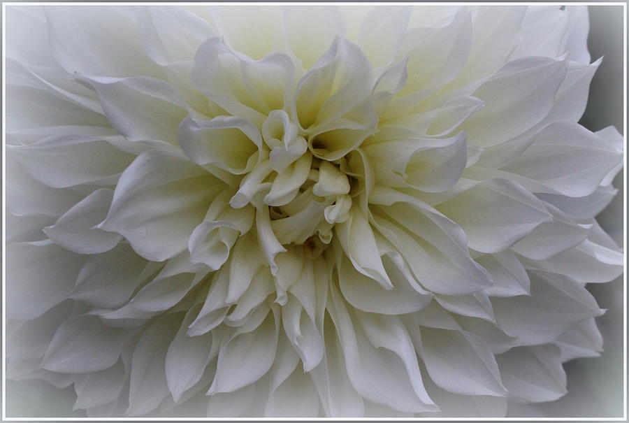 Flower Photograph - Lovely in White -  Dahlia by Dora Sofia Caputo