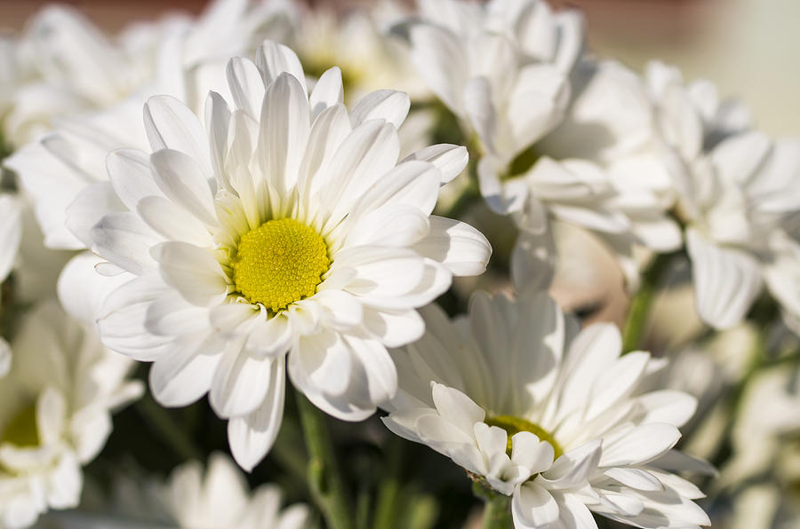 White daisies #1 Photograph by Paulo Goncalves