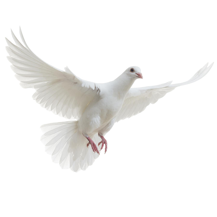 White Dove isolated #1 Photograph by Proxyminder