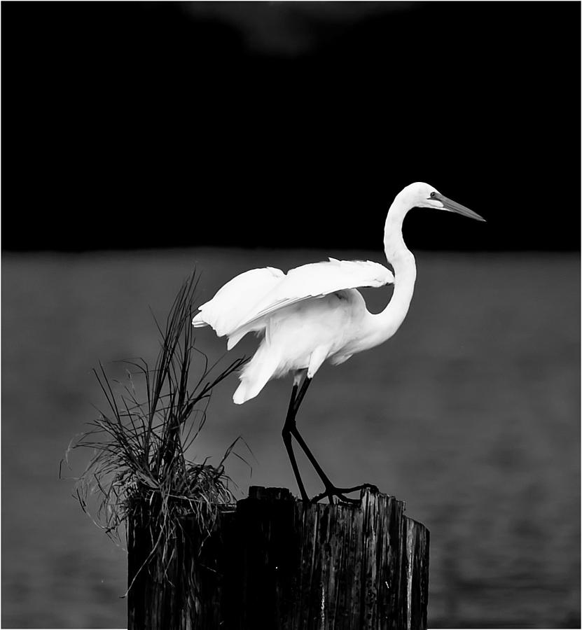 White Egret #1 Photograph by Cecil Fuselier