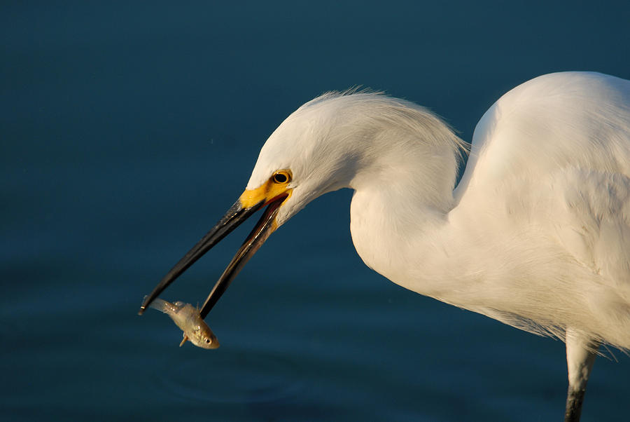 White Egret #1 Photograph by Dung Ma