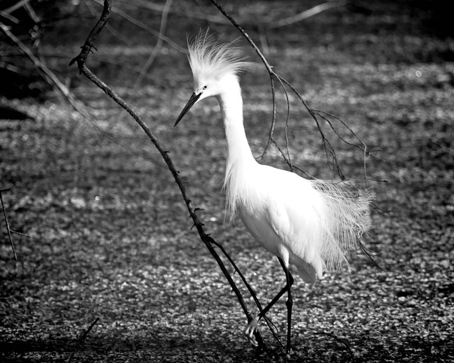 White Egret #2 Photograph by Mark Andrew Thomas