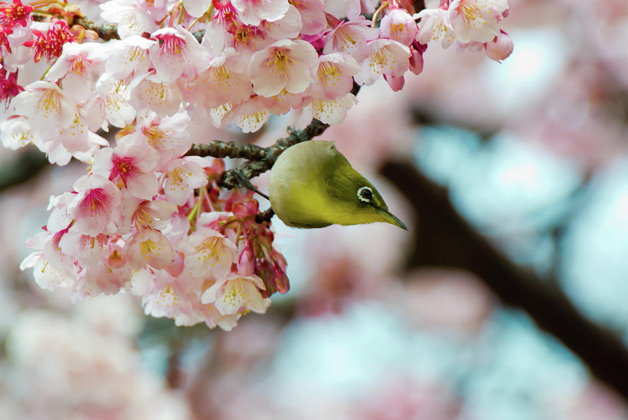 Flowers Still Life Photograph - White-eye And Cherry Blossoms #1 by I Love Photo And Apple.