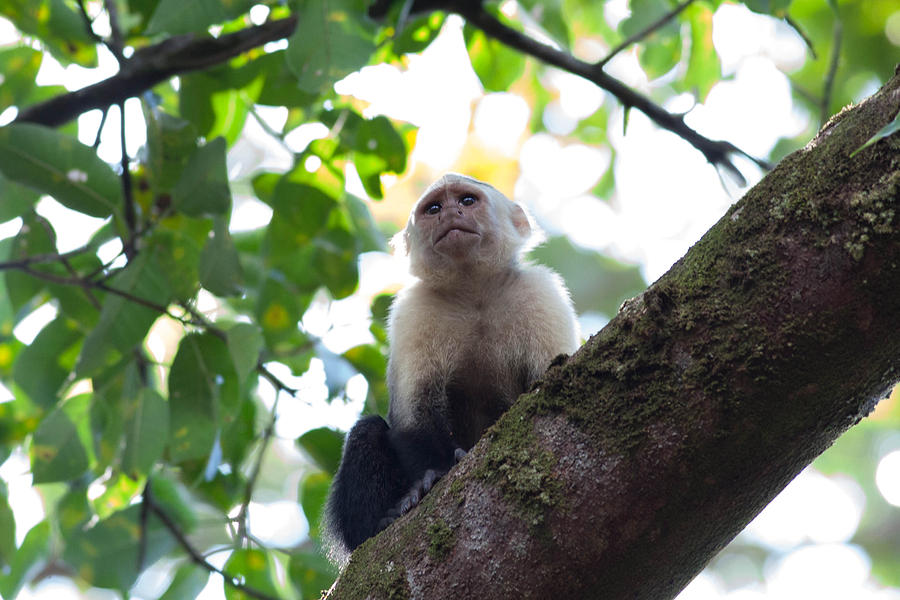 White-Faced Capuchin #1 Photograph by Natural Focal Point Photography