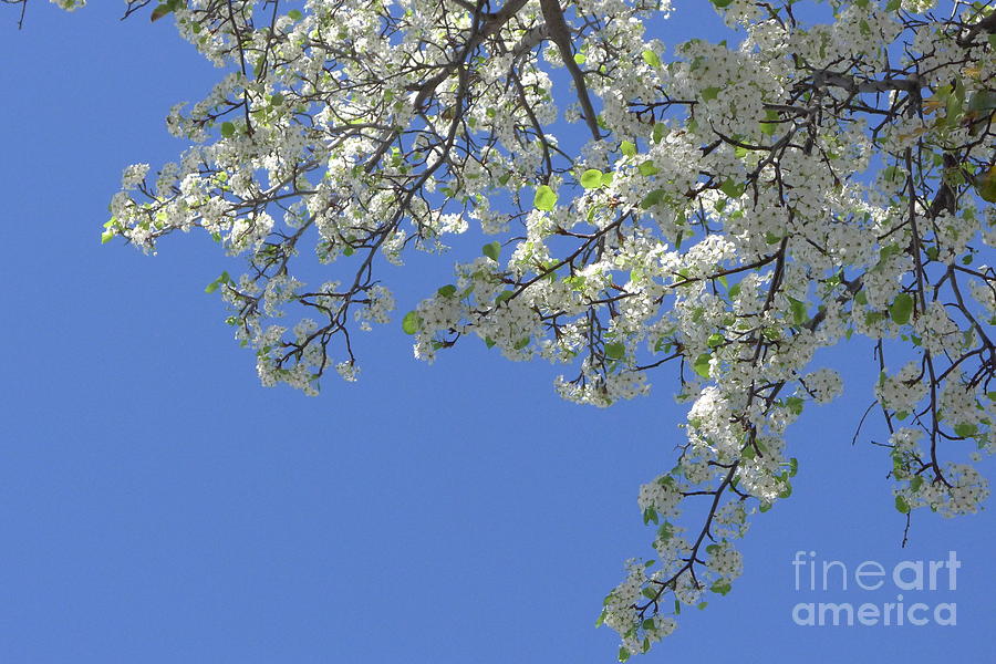 White Flower Tree Blooms #1 Photograph by Nora Boghossian