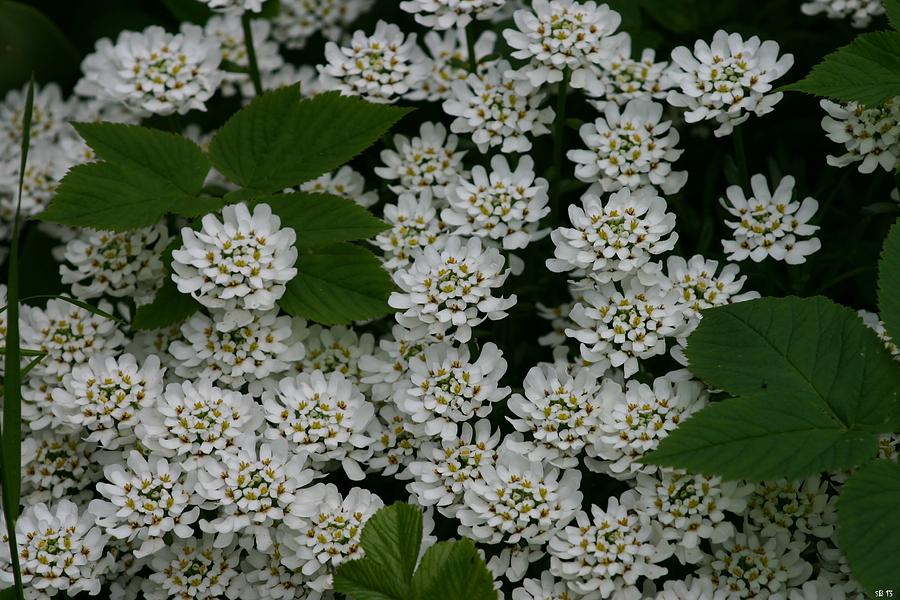 White flowers #1 Photograph by Susanne Baumann