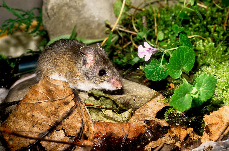 White-footed Mouse Photograph by Jeanne White - Fine Art America