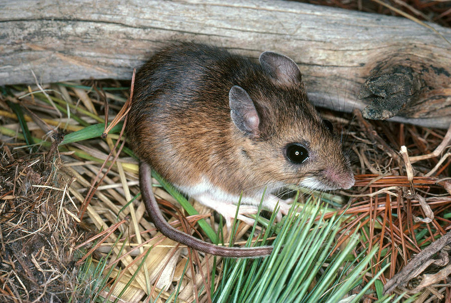 White-footed Mouse #1 Photograph by Millard H. Sharp