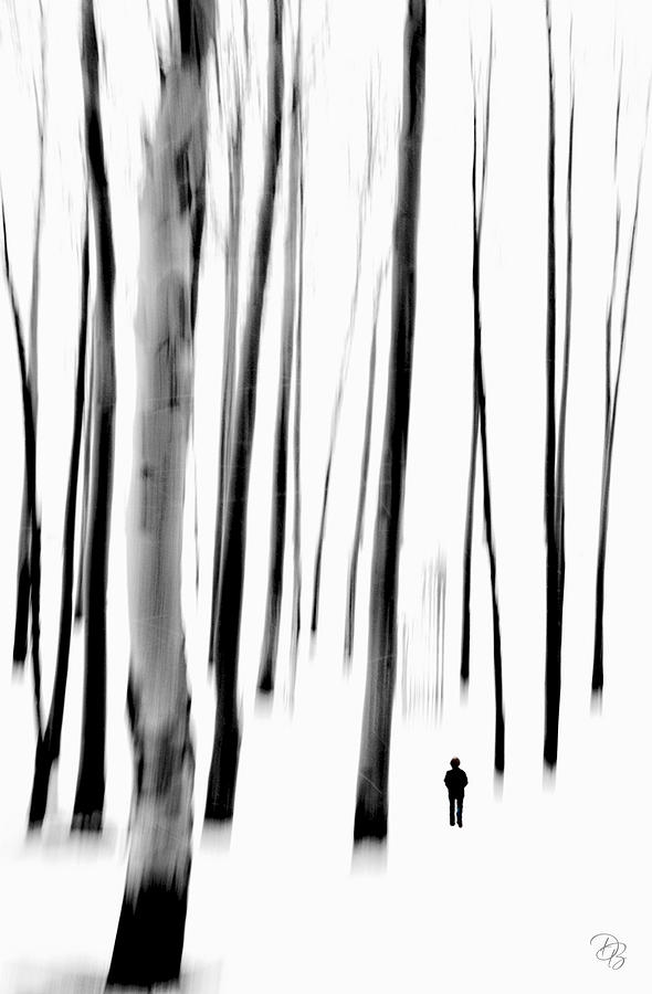 White Forest Photograph by Debra Boucher