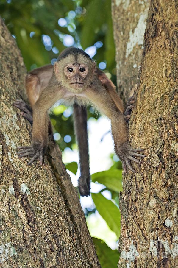 White Fronted Capuchin Monkey Photograph By Tony Camacho   1 White Fronted Capuchin Monkey Tony Camacho 