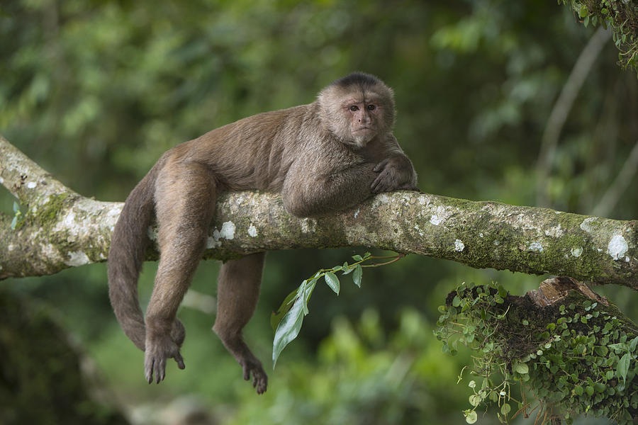 White-fronted Capuchin Puerto Photograph by Pete Oxford