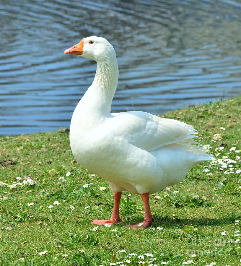 Goose Photograph - White Goose #2 by Kathleen Struckle