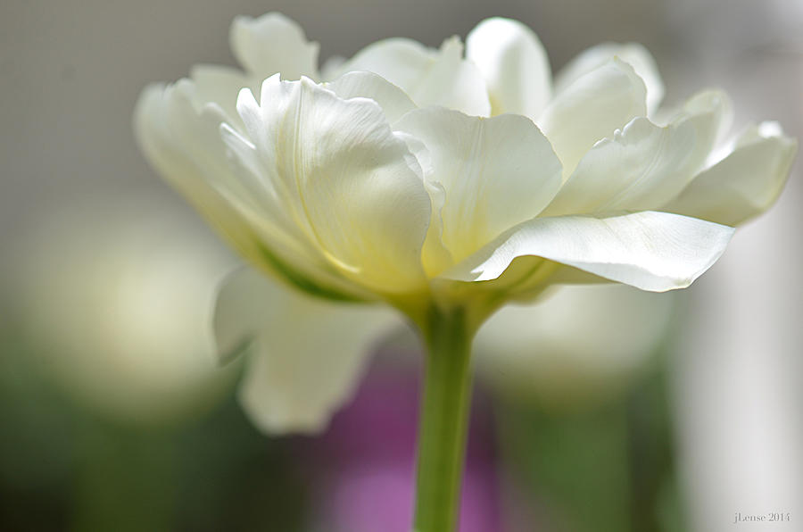 White Green Tulip #2 Photograph by JoAnn Lense