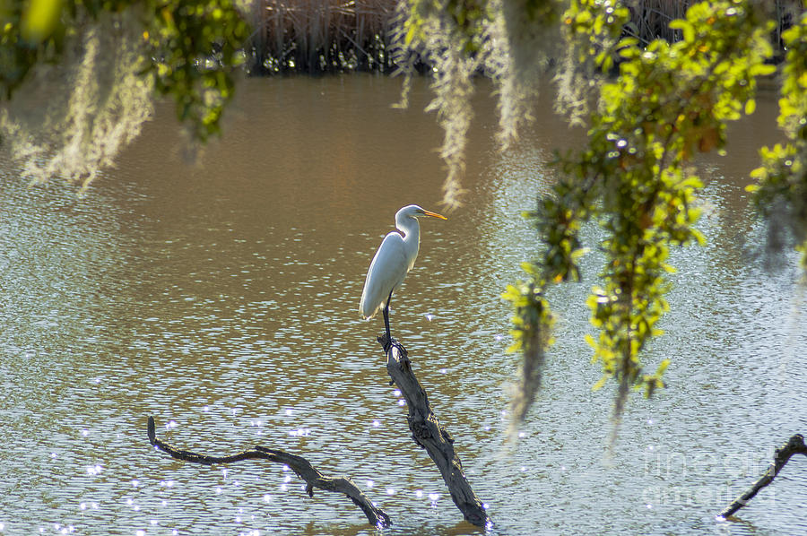White Heron In Magnolia Cemetery Photograph