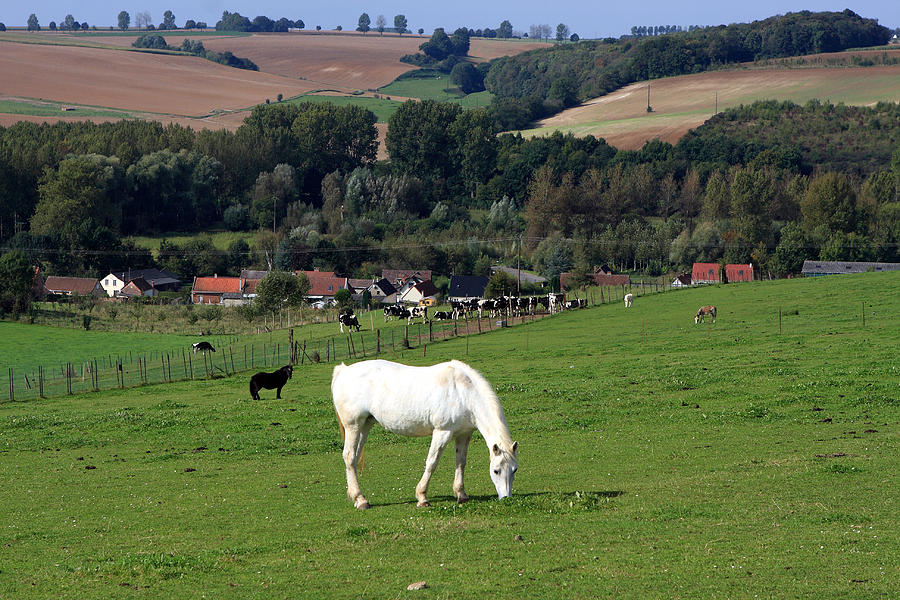 White Horse In Landscape #1 Photograph by Aidan Moran