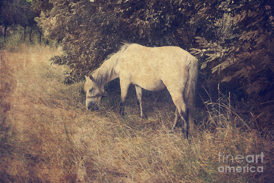 Vintage Photograph - White Horse #3 by Jelena Jovanovic