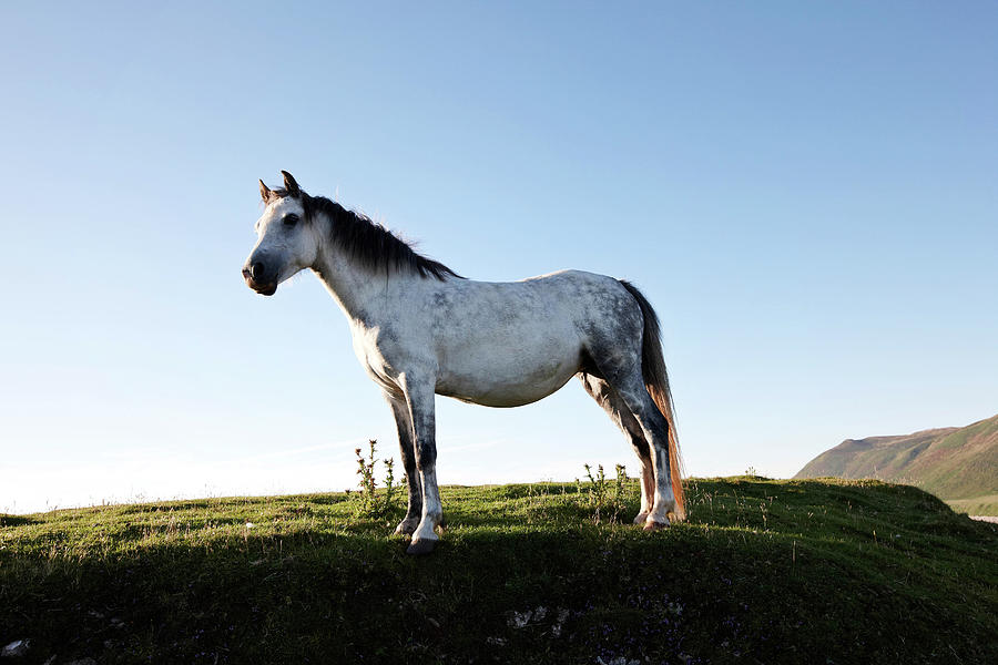 White Horse On Grassy Headland #1 Photograph by Tirc83