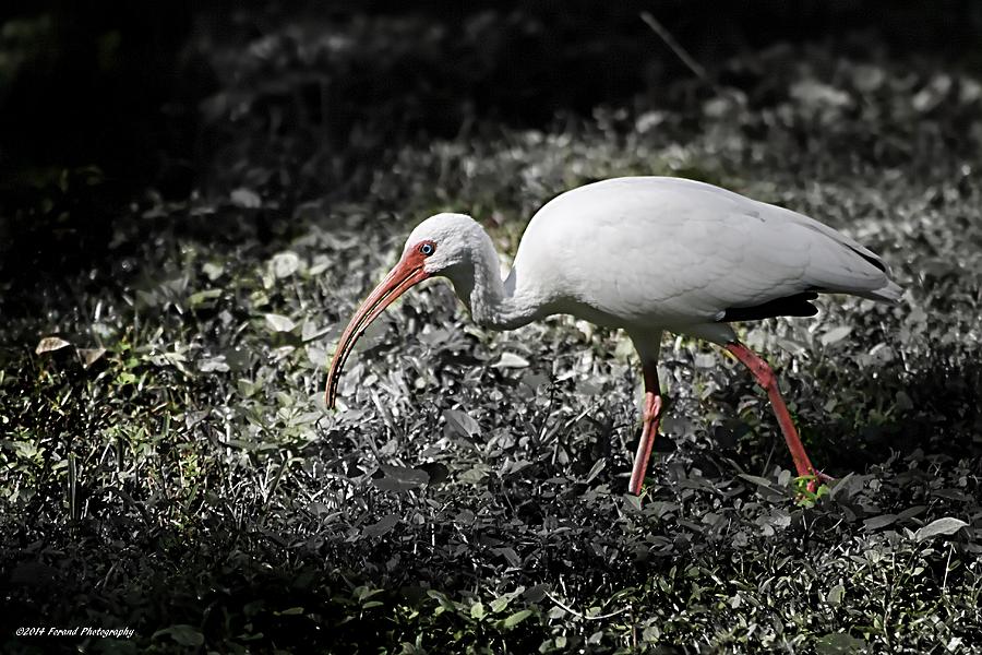White Ibis #2 Photograph by Debra Forand