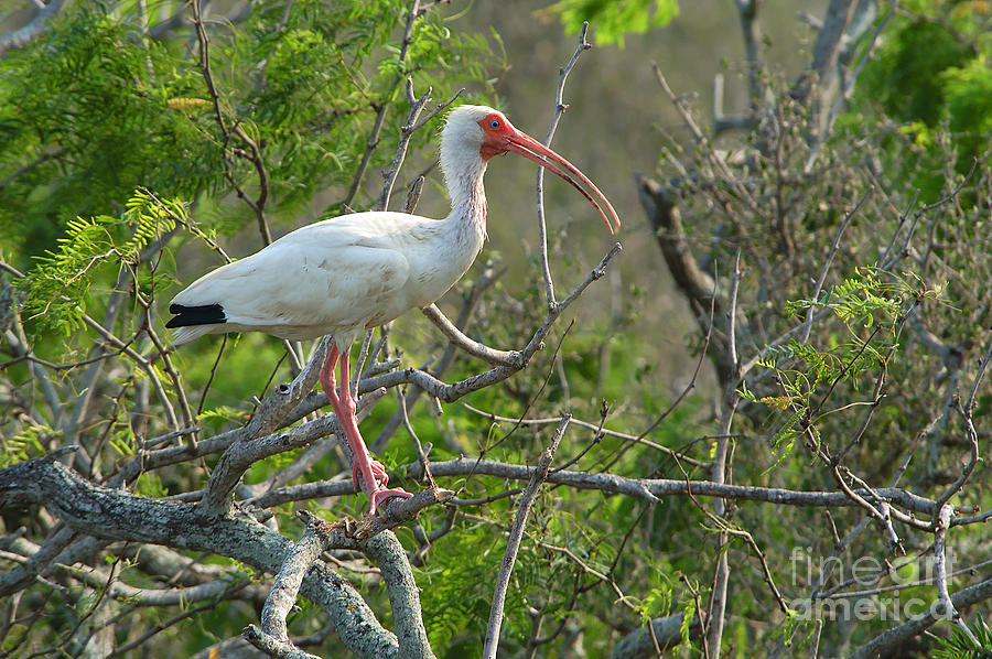 White Ibis #1 Photograph by Gregory G. Dimijian